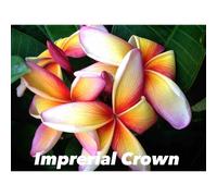 Frangipanier couronne impériale 2 l 20-30 cm