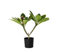 Frangipanier hawaii - Plumeria rubra 'Rose' - Hauteur 55-70cm - d17cm
