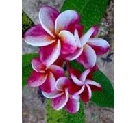 Frangipanier/Plumeria 'Elsie'