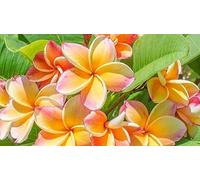 Frangipanier/Plumeria 'Imperial Crown'