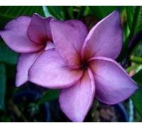 Frangipanier/Plumeria 'Mai Thai'