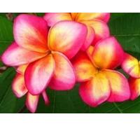 Frangipanier/Plumeria 'Rei Rainbow'