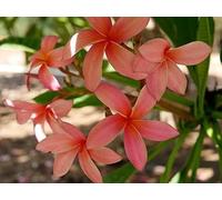Frangipanier/Plumeria 'Salmon' 5 Graines