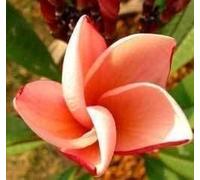 Frangipanier/Plumeria 'Salmon Pink' 5 Graines