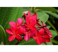 Frangipanier/Plumeria 'Tahitian Redi'