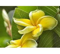Frangipanier/Plumeria 'Yellow' 5 Graines