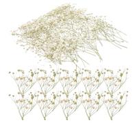 FRCOLOR Bouquet de Plantes Séchées Gypsophile 80 Branches pour Décoration Maison et Bricolage, Fleurs Naturelles Faciles à Entretenir, pour Graduation et Terrarium