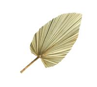 FRCOLOR Feuille de Palmier Séchée Naturelle en Bois Aspect Frais et Solide pour Décoration Murale pour Soirées Vin et Événements à Thème