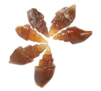 FRCOLOR Lot de 6 Spécimens Anciens D'agate de Conque-Escargot, Taille 1,5-3 Cm, Kit Éducatif Scientifique pour Apprentissage Paléontologie, Collection Pédagogique de Roches et Minéraux