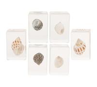 FRCOLOR Lot de 6 Spécimens D'animaux Marins en Résine Coquillages Naturels, Décoration Intérieure Réaliste, Ornement Pédagogique pour Table et Enseignement Scientifique