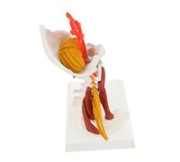 FRCOLOR Modèle Anatomique de Colonne Cervicale avec et Muscles Modèle Enseignement Médical Réaliste et Portable pour Études Anatomie et Présentations