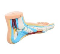 FRCOLOR Modèle Anatomique du Pied en Plastique Détaillé, Taille Réelle, Modèle Pédagogique Médical pour Formation en Anatomie et Démonstration en Laboratoire Éducatif