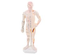 FRCOLOR Modèle D’Acupuncture Corporel à Taille Réelle, Mannequin de Présentation des Points D’Acupuncture et Méridiens, Modèle D’Exposition pour Formation en Acupuncture et Massage,