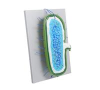 FRCOLOR Modèle de Cellule Éducatif avec Noyau et Organites Détachables pour Démonstration Biologique et Apprentissage Scolaire