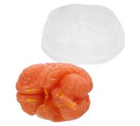 FRCOLOR Modèle De Classe D'anatomie Modèle D'étude Médicale Coffee Pvc