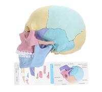 FRCOLOR Modèle de Crâne Humain Détachable Enseignement Anatomique et Art Modèle Interactif pour Étudiants et pour Formation Projets Artistiques