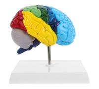 FRCOLOR Modèle Éducatif du Cerveau Humain Anatomique 1:1, Hémisphère Droit, Matériau Résistant, Modèle Pédagogique Fonctions Cérébrales Marqué pour Apprentissage en Salle de Classe