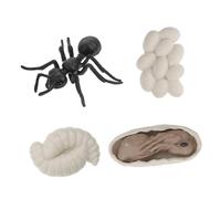 FRCOLOR Modèle Figurines Cycle de Vie Fourmi Ouvrière Plastique Kit Éducatif Insectes pour Garçon Fille Apprentissage Cognitif Nature