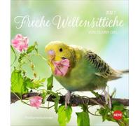 Freche Wellensittiche Postkartenkalender 2027: Die bunten Vögel in einem kleinen Kalender zum Aufstellen und Aufhängen. Perforierter Postkarten-Fotokalender.