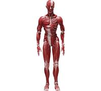 FREEing Original Character Figurine Figma Human Anatomical Model 15 cm