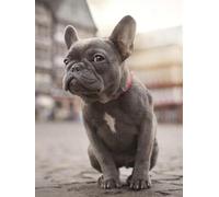 French Bulldog,Adult Jigsaw Puzzle 1500 Pieces,High-Difficulty Puzzles,The Perfect Educational Gift for Boys and Girls,57x87cm