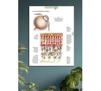 Frenchiart Tableau Métallique de Rétine - Vue générale et composition (28cmx42cm) - Affiche Éducative Protégée contre les UV et la Poussière pour Étude, Enseignement & Cliniques