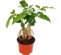 Frêne de charpentier - Radermachera sinica - avec racines visibles - pot 12cm
