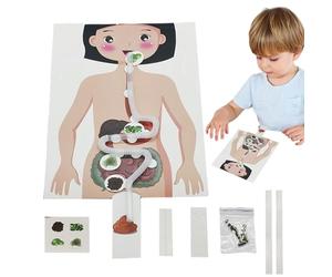 Fréquence d'enseignement pour la modélisation de bricolage au goût humain | pédagogique | Aide à l'apprentissage des leçons scientifiques, modèle d'anatomie amusant avec jeu éducatif pour