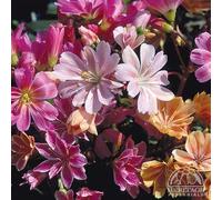 Fresh 100 semi - Lewisia Sunset Strain semi di fiore