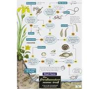 Freshwater Name Trial (Chart) Bill Boo (Auteur)