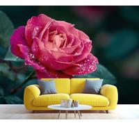 Fresque murale représentant une rose rose rosée en gros plan, décoration murale florale romantique, accent élégant pour le salon ou la chambre à coucher 300x230cm (Non autocollant)