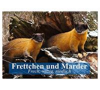 Frettchen und Marder. Frech, witzig, niedlich (Wandkalender 2026 DIN A2 quer), CALVENDO Monatskalender: Wuselige Räuber mit extrem hohem Knuddelfaktor