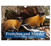 Frettchen und Marder. Frech, witzig, niedlich (Wandkalender 2026 DIN A4 quer), CALVENDO Monatskalender: Wuselige Räuber mit extrem hohem Knuddelfaktor
