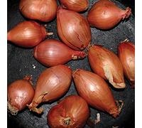 Fried Shallots
