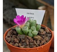 Frithia pulchra - Sunnyplants, Pieds de l'éléphant féerique, plantes lithops, plantes succulentes, Plantes Frithia pulchra, plantes de Frithia, pierres vivantes, lithops, frithia, graines de Lithops