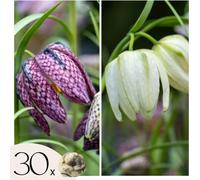 Fritillaire - Set de 30 - Fritillaria 'meleagris' - Bulbes à fleurs