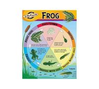 Frog Life Cycle Science Poster Amphibian Learning