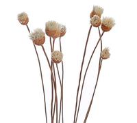 Froiny 20 Pcs/Ensemble Diffuseur Bâtons Rotin Bud Bud Butt Rose Remplacement Remuer Robinet Sticks pour Diffuseur D'huile Essential pour Chambre À Coucher Chambre À Coucher Salle Bains, Jaune