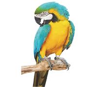 Froiny Perroquet Stickers Muraux Oiseau Décoration Murale Art Art Mural Décoration De Maison pour Salon Chambre À Coucher Salle d'enfants