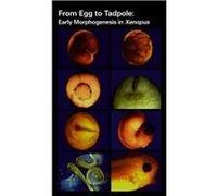 From Egg to Tadpole: Early Morphogenesis in Xenopus [VHS]
