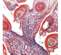 From - Y.O.U [Cd] Uk - Import