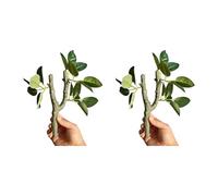 FROMCEO Lot de 2 vignes grimpantes pour amphibiens et habitats favorisant l'exercice des reptiles - Comportement naturel - Accessoire de paysage - Branche d'escalade réaliste pour terrariums de