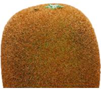 Fruit Artificiel Simulation Modèle Mousse Faux Fruit Aides Pédagogiques Jardin d'Enfants Accessoires Décoratifs Fruit Kiwi