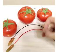 Fruit Battery Kit, Science Experiment Set, DIY Physics Project, Educational STEM Toy for Kids, Copper Zinc Electrodes