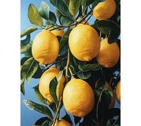 Fruit Peinture par Numéro Adulte Citron Kits de Peinture au Numéro Toile 70x95cm, vec Cadre, Acrylique & Pinceaux, Activité Manuelle Adulte, Décoration Murale Élégante, Idée Cadeau Créatif F-775
