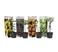 Fruitiers méditerranéens - 4