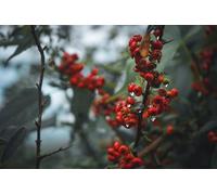 Fruits Rouges éclatants - Coffret de 5000 Puzzles impossibles, Jouets 3D, Cadeaux Uniques, décorations pour la Maison (14 Ans+)