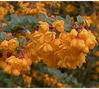 Frutta Tasty | Berberis darwinii Crespino | Exotic Hard-2-Trova | 20 Semi