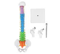 FTVOGUE Modèle de Colonne Vertébrale D'anatomie Humaine, Colonne Vertébrale en PVC à Code Couleur de 45cm