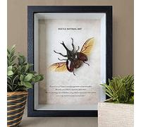 FTYYSWL Insecte taxidermie monté sous verre dans un cadre en bois noir fait à la main, environ 6 à 7 cm de long, fabriqué à partir de véritables insectes